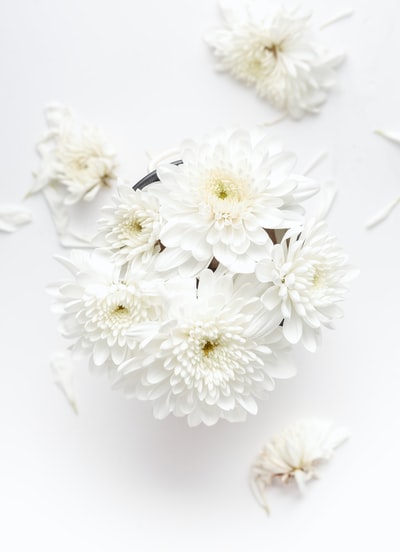 白色有花瓣的花白色背景
